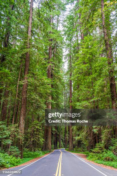 humboldt redwood state park - humboldt redwoods state park 個照片及圖片檔