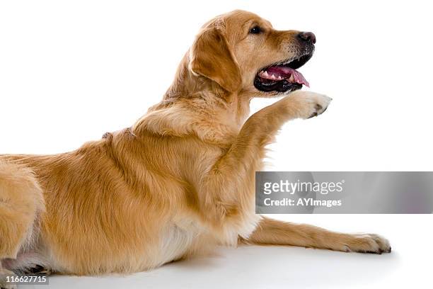 golden labrador - labrador retriever isolated stock pictures, royalty-free photos & images