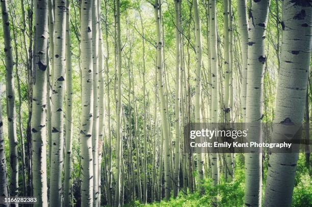 aspens in summer - aspen leaf stock pictures, royalty-free photos & images