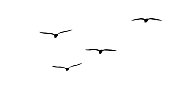 flock of migratory seagulls, silhouette