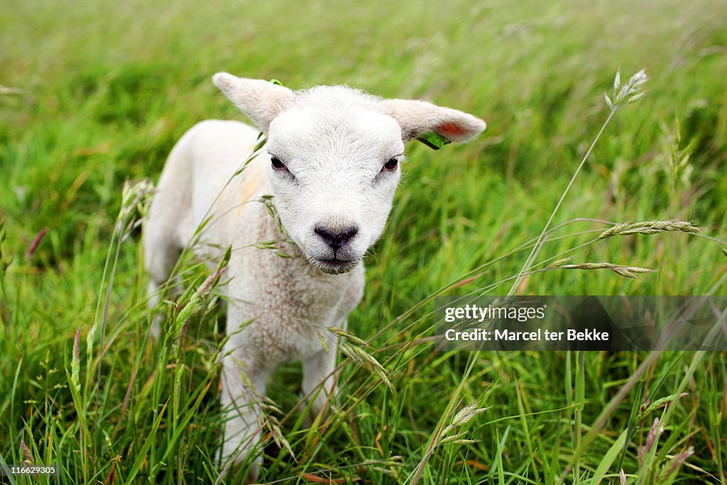 Little lamb