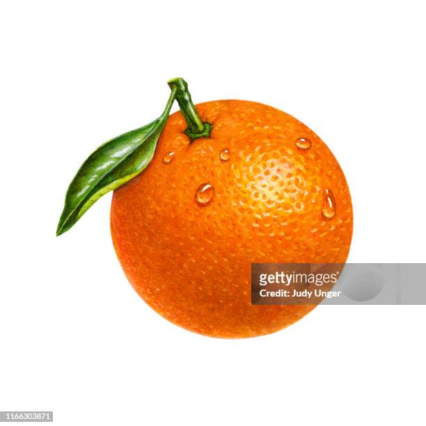 orange solo - photo realism stock-grafiken, -clipart, -cartoons und -symbole