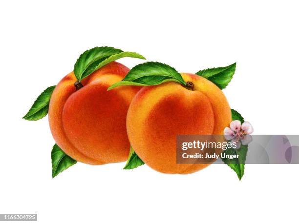 peaches with blossom - photo realism stock-grafiken, -clipart, -cartoons und -symbole