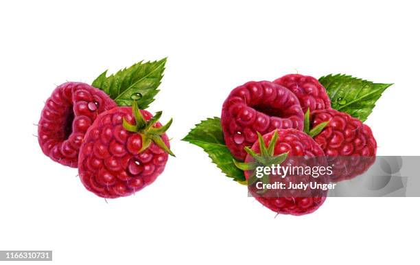 raspberry 1 - wild raspberry stock illustrations