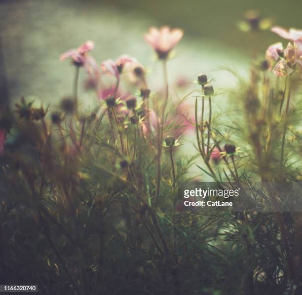 pink cosmos flowers in early evening light - wispy stock pictures, royalty-free photos & images
