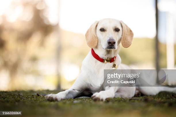 36,006 Red Collar Photos and Premium High Res Pictures - Getty Images