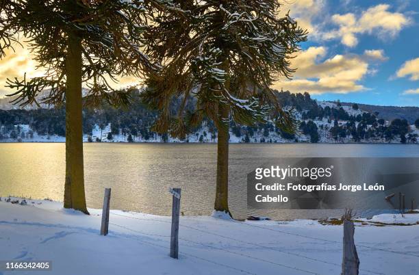 vista invernal del lago icalma con araucarias y reflejos de luz - luz brillante stock-fotos und bilder