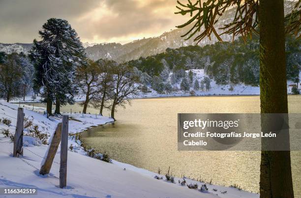 vista invernal del lago icalma con araucarias y reflejos de luz - luz brillante stock-fotos und bilder