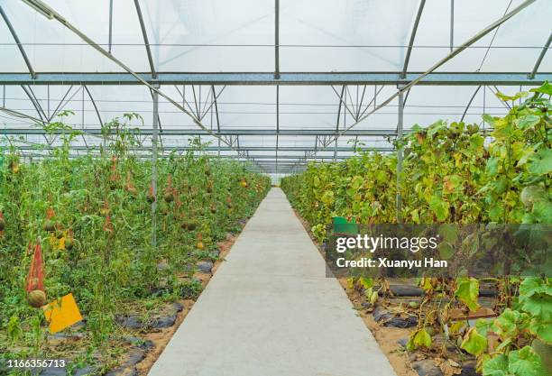 tall plants growing in greenhouse - rooftop farm stock pictures, royalty-free photos & images