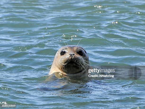 foca común, phoca vitulina - foca común fotografías e imágenes de stock