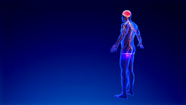 12,284 Human Nervous System Videos and HD Footage - Getty Images
