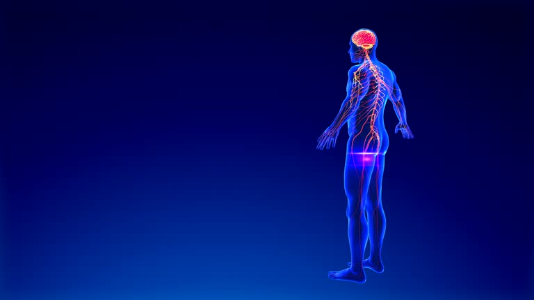 12,284 Human Nervous System Videos and HD Footage - Getty Images 12,284 Human Nervous System Videos and HD Footage - Getty Images