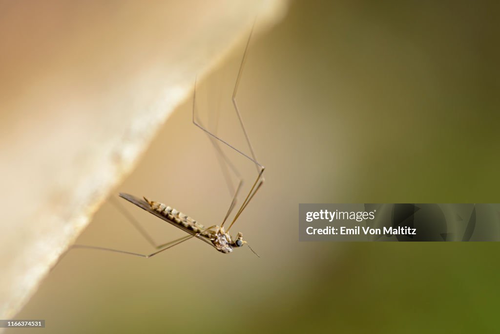 A Mayfly poised upside down. Close up macrophotography image. Mahai Valley, Cascades, Drakensberg, KwaZulu-Natal, South Africa.