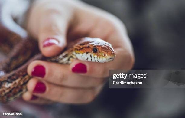 beautiful pet snake - corn snake stock pictures, royalty-free photos & images