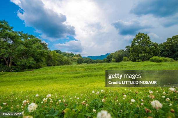 the green hill. asuka, nara, japan - tree forest flowers fotografías e imágenes de stock