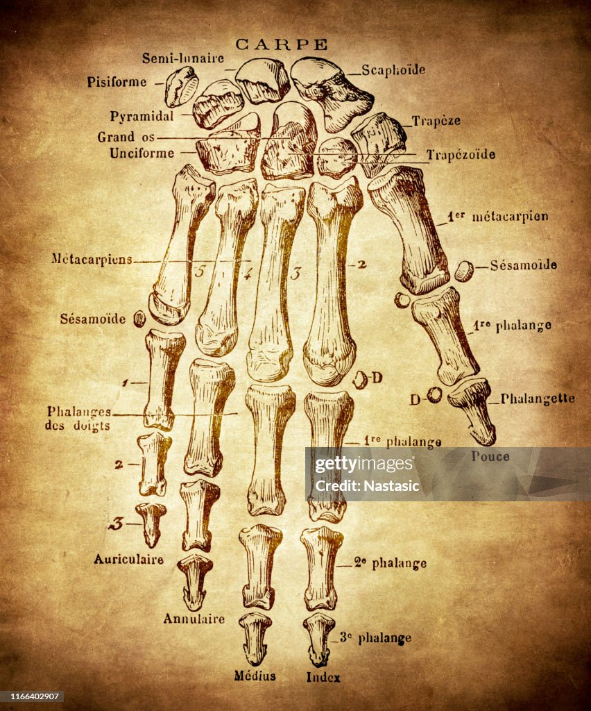 Hand bones