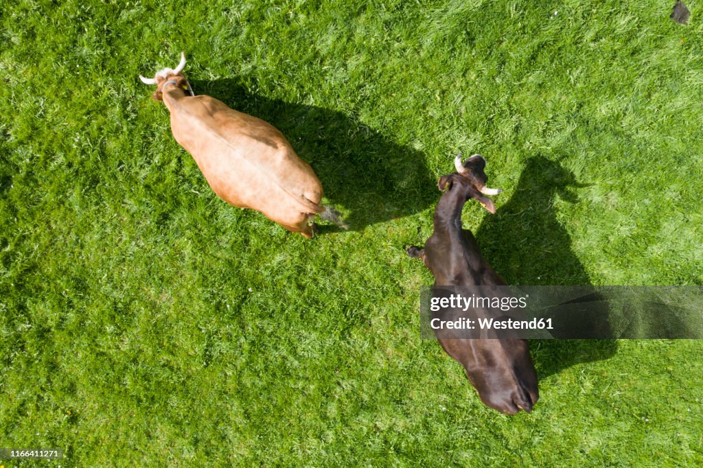 Top view of two cows on meadow