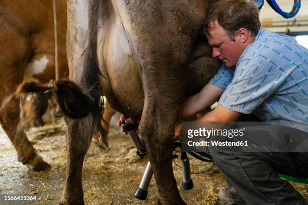 farmer milking a cow in stable - milking machine stock pictures, royalty-free photos & images