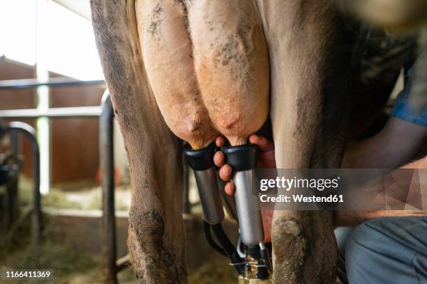 farmer milking a cow in stable - dairy cows stock-fotos und bilder