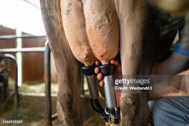 farmer milking a cow in stable - milking stock pictures, royalty-free photos & images