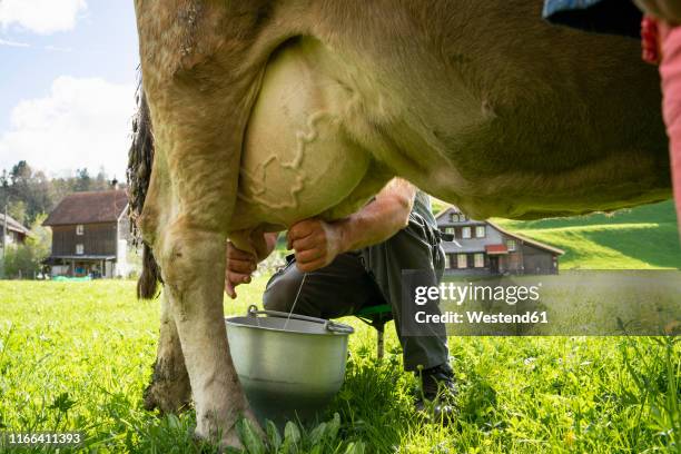 farmer milking a cow on pasture - ubre fotografías e imágenes de stock