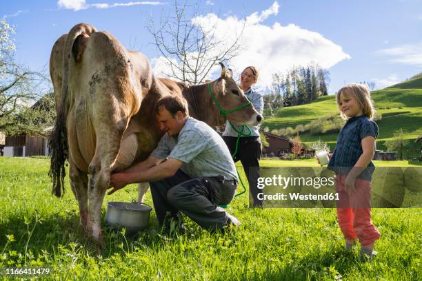 farmer with his family milking a cow on pasture - schweiz business stock-fotos und bilder