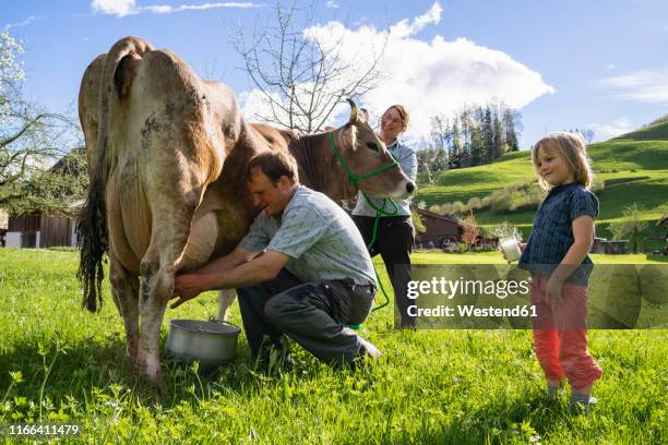 farmer with his family milking a cow on pasture - happy cow bildbanksfoton och bilder