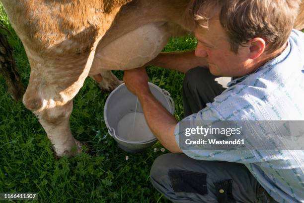 farmer milking a cow on pasture - milking stock pictures, royalty-free photos & images