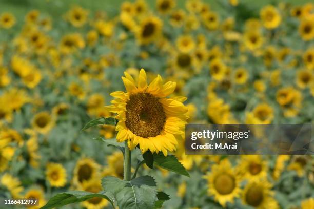 Hasuda 34 Hasuda Saitama Stock Photos, High-Res Pictures, and Images - Getty ...