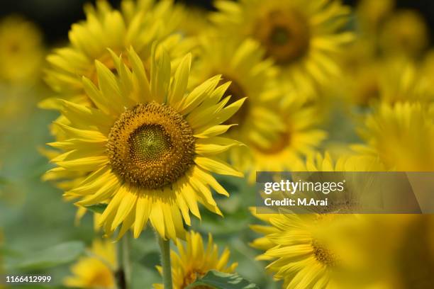 Hasuda Hasuda Saitama Photos and Premium High Res Pictures - Getty Images