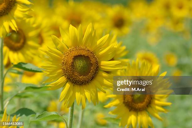 Hasuda 34 Hasuda Saitama Stock Photos, High-Res Pictures, and Images - Getty ...