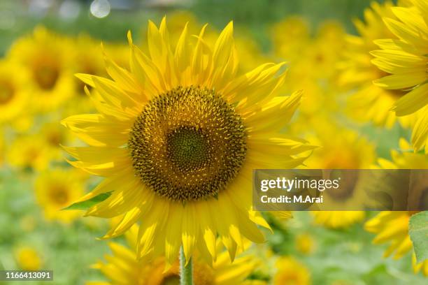 Hasuda Hasuda Saitama Photos and Premium High Res Pictures - Getty Images