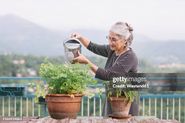 smiling senior woman watering plants on her roof terrace, belluno, italy - watering pot stock pictures, royalty-free photos & images