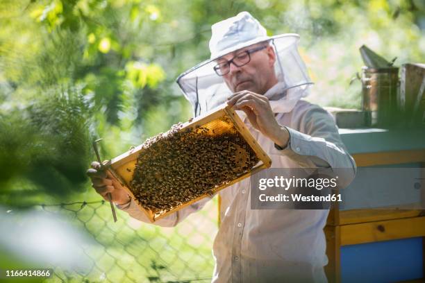 beekeeper checking honeycomb with honeybees - sfruttamento degli animali foto e immagini stock