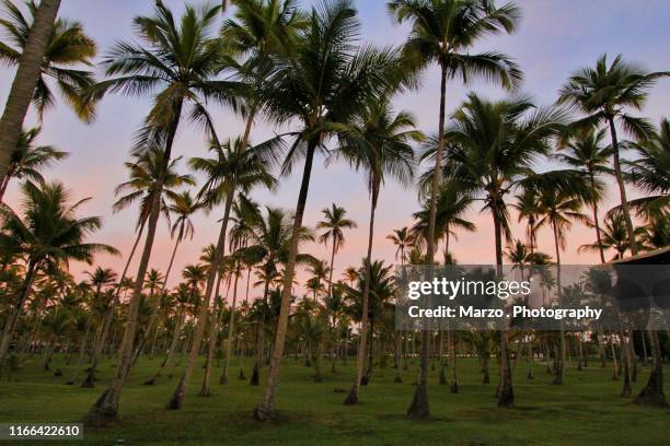 pôr do sol coqueiral - pôr do sol fotografías e imágenes de stock