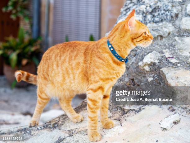 portrait of tabby cat, brown hair walking in the street. - collar stock pictures, royalty-free photos & images