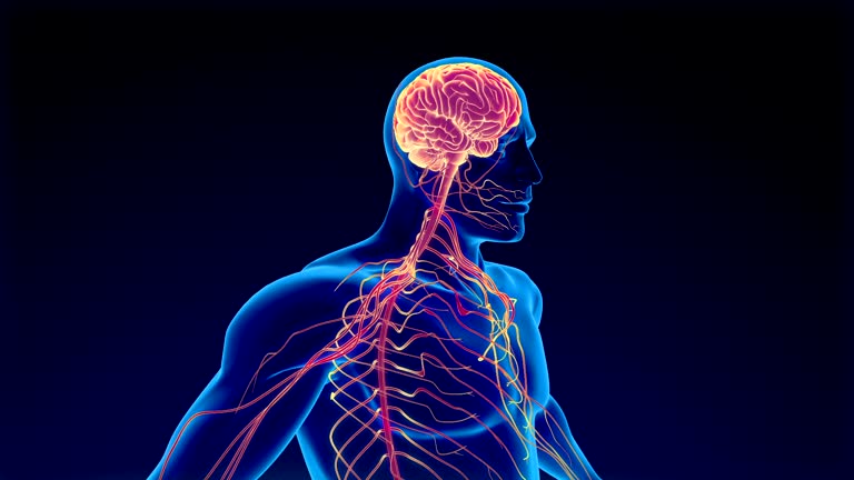 12,284 Human Nervous System Videos and HD Footage - Getty Images 12,284 Human Nervous System Videos and HD Footage - Getty Images