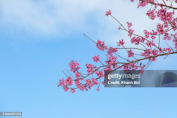 the symbol of springtime, beauty cherry blossom in bloom - cherry blossom icon stock pictures, royalty-free photos & images