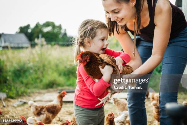 junge mädchen umgang mit hühnern auf bauernhof - tier familie stock-fotos und bilder