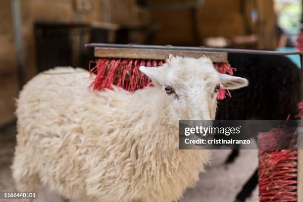 white sheep on a farm - eslovenia stock pictures, royalty-free photos & images