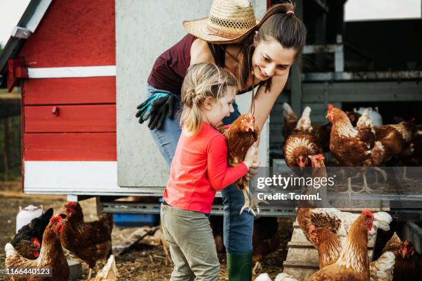 urban farmer zeigt tochter farm hühner - chicken coop stock-fotos und bilder