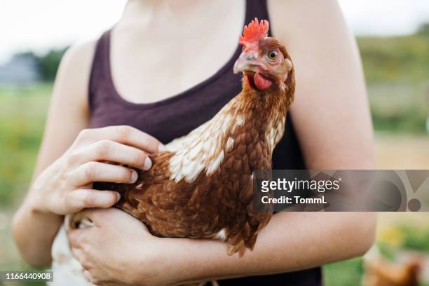 close up of free range chicken - hen stock pictures, royalty-free photos & images
