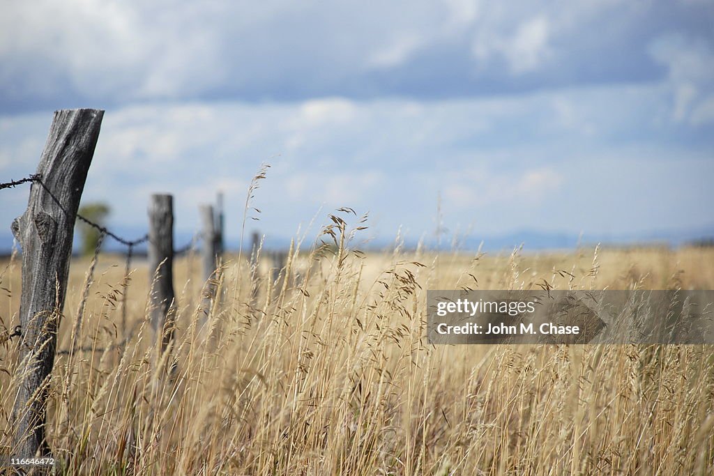 Grass Field with Fence Post