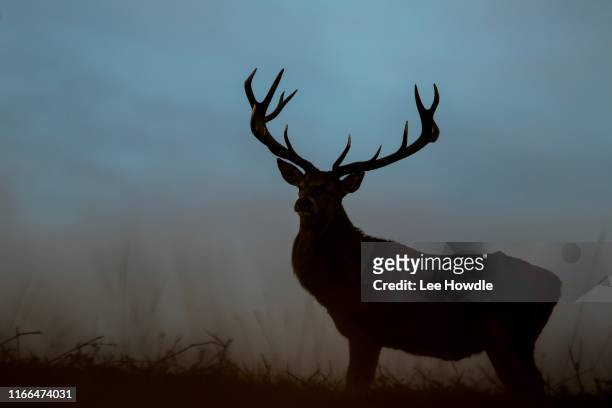 stag silouette - deer antler silhouette stock pictures, royalty-free photos & images