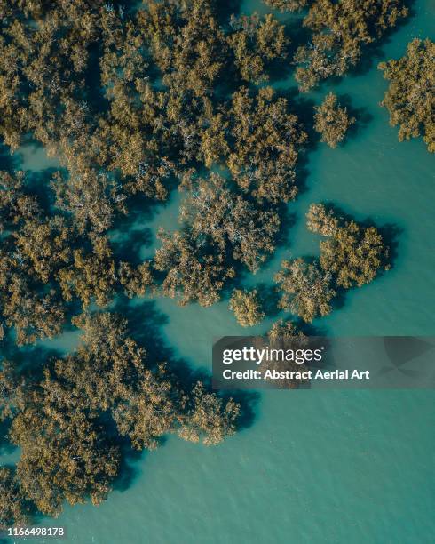 drone image looking down on the edge of the mangroves, darwin, australia - darwin stockfoto's en -beelden