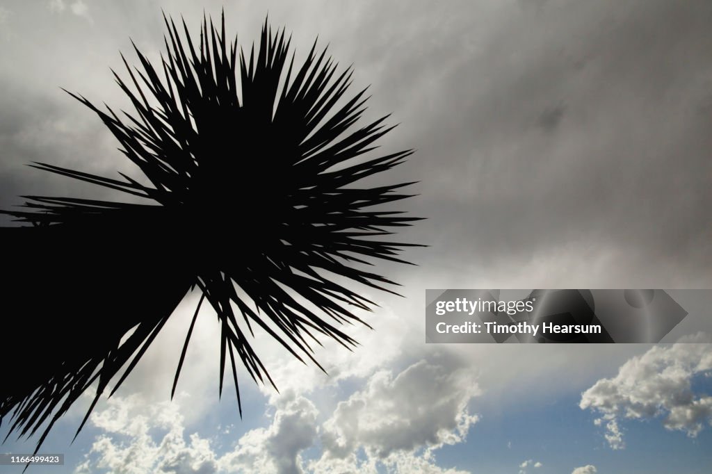 Close up of a single Joshua Tree branch silhouetted against dramatic sky