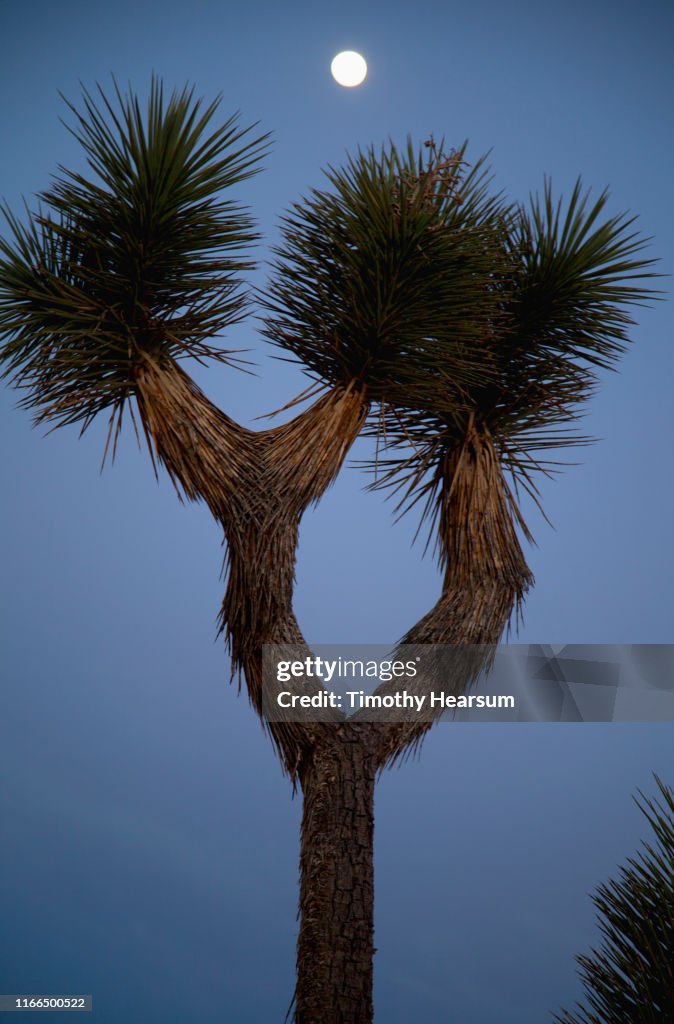 Close-up of Joshua Tree with dark blue sky and full moon above