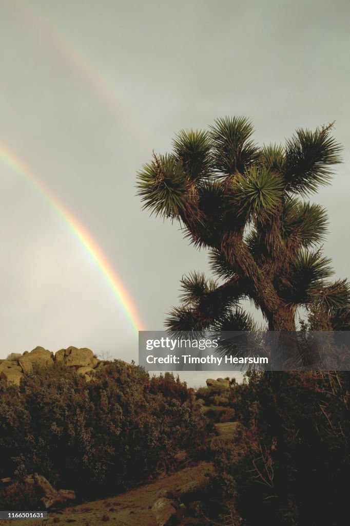 Close-up of Joshua Tree along a trail with other plants and boulders; gray sky and double rainbow beyond