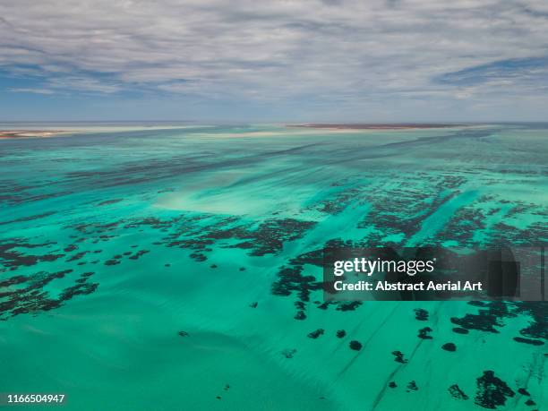 aerial shot of shark bay ocean, australia - sea grass stock pictures, royalty-free photos & images