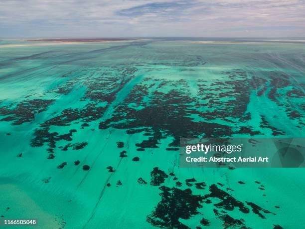 shark bay seascape shot by drone, australia - zeegras stockfoto's en -beelden
